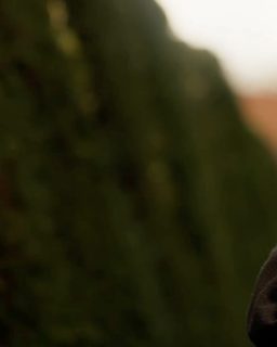 Unsere neuen DZOFilm Vespid Primes im Test 🎥
Camera: @sonyalphadeutschland A7IV
Lenses: DZOFilm Vespid Prime 16mm, 35mm, 90mm, 125mm
________________________
#dzofilm #vespidprime #sonya7iv