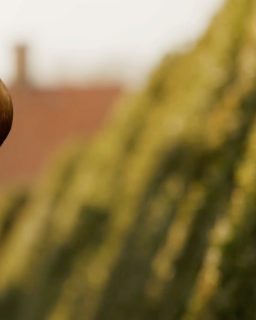 Unsere neuen @dzofilm Vespid Primes im Test 🎥
Camera: @sonyalphadeutschland A7IV
Lenses: DZOFilm Vespid Prime 16mm, 35mm, 90mm, 125mm
________________________
#dzofilm #vespidprime #sonya7iv